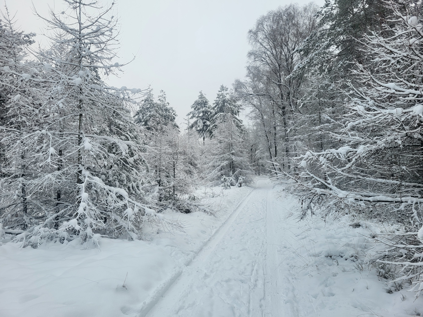 Langlaufen Nederland Veluwe Loenen 2026