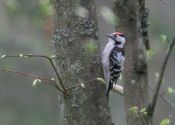 Vogelreis Biebrzamoerassen en oerbos van Bialowieza